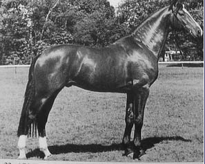Armstrong Stallion